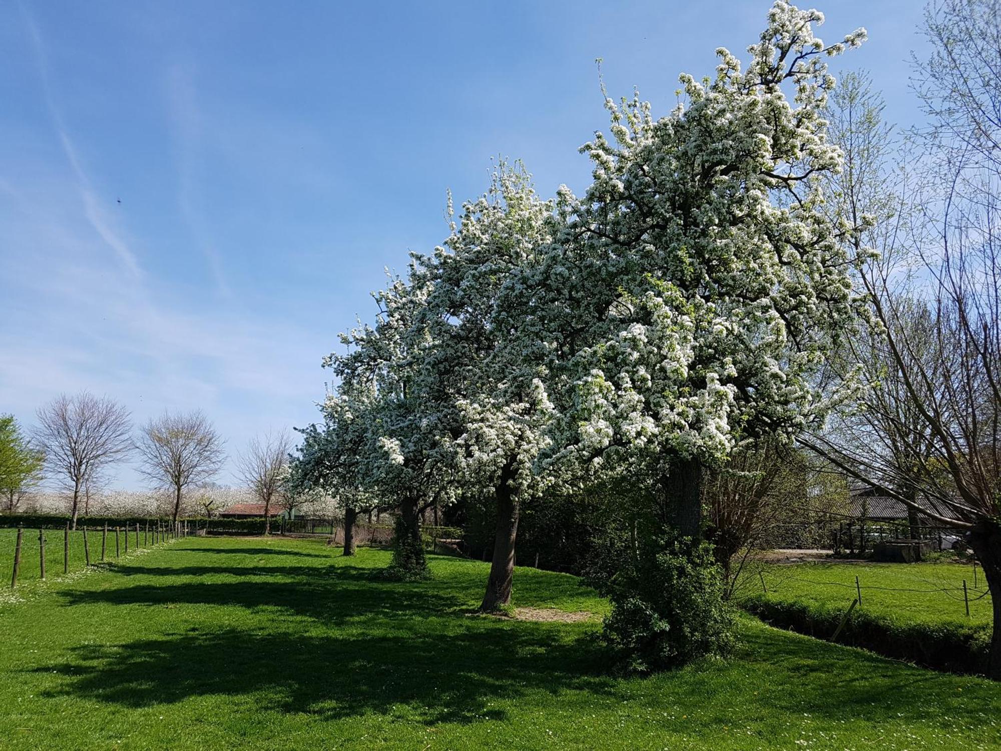 Meschermolen 9 Mesch